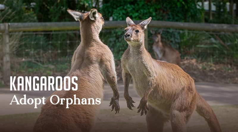Kangaroos Adopt Orphans