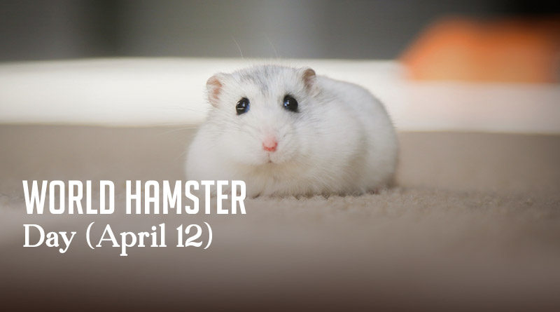 World Hamster Day (April 12)