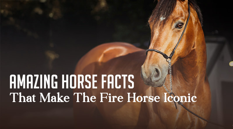 AMAZING HORSE FACTS THAT MAKE THE FIRE HORSE ICONIC