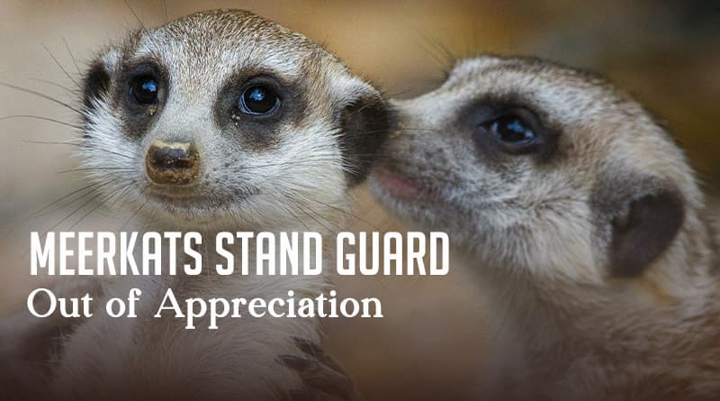 Meerkats Stand Guard Out of Appreciation