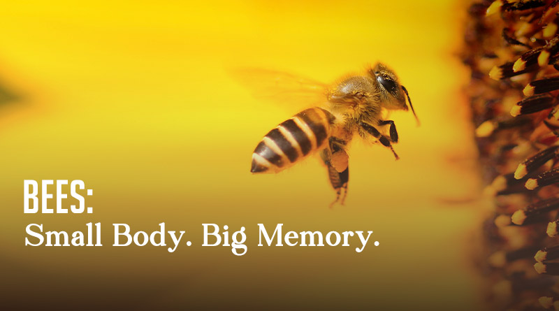 Bees: Small Body. Big Memory.