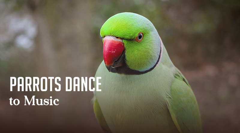 Parrots Dance to Music