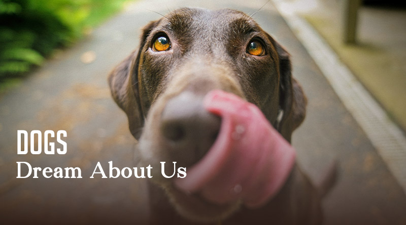 Dogs Dream About Us 