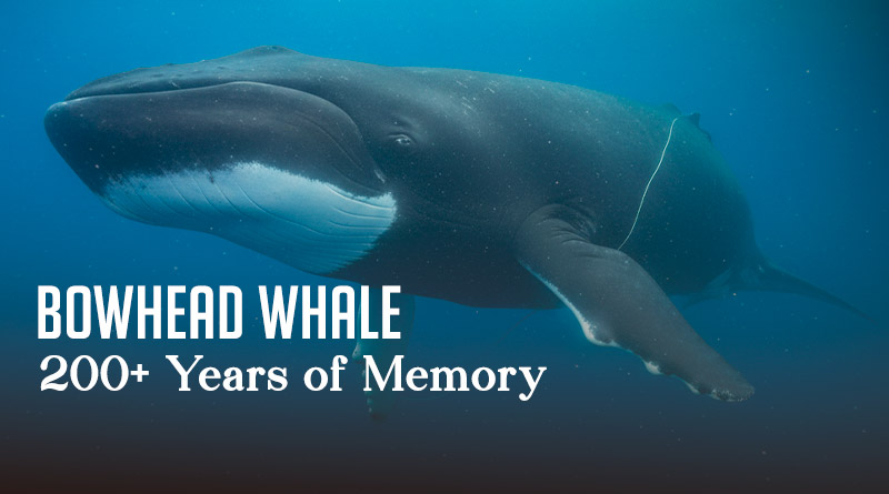 Bowhead Whale – 200+ Years of Memory