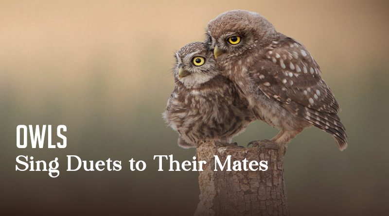 Owls Sing Duets to Their Mates
