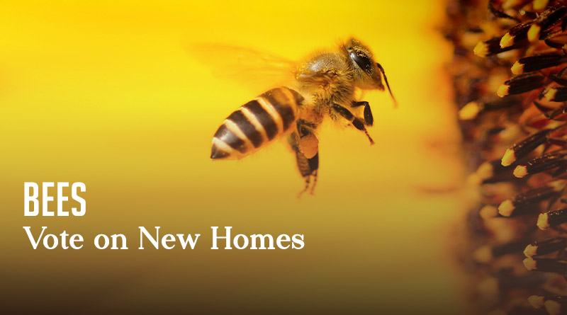 Bees Vote on New Homes 