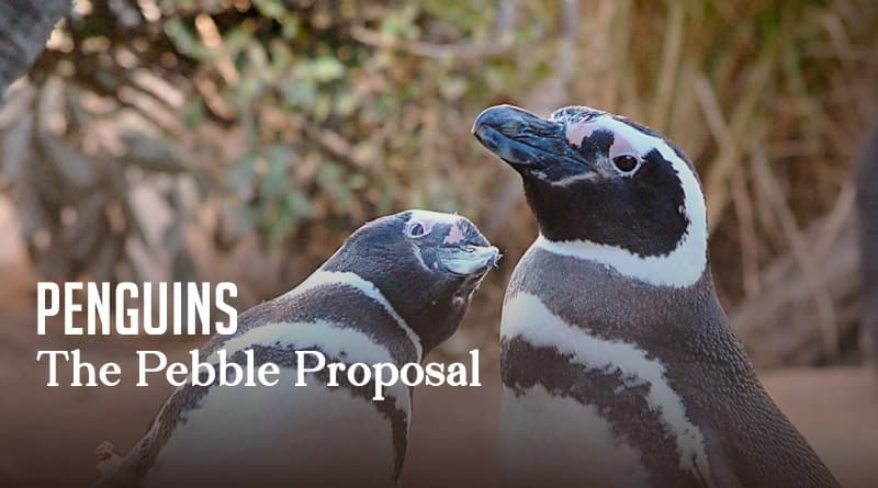 Penguins – The Pebble Proposal