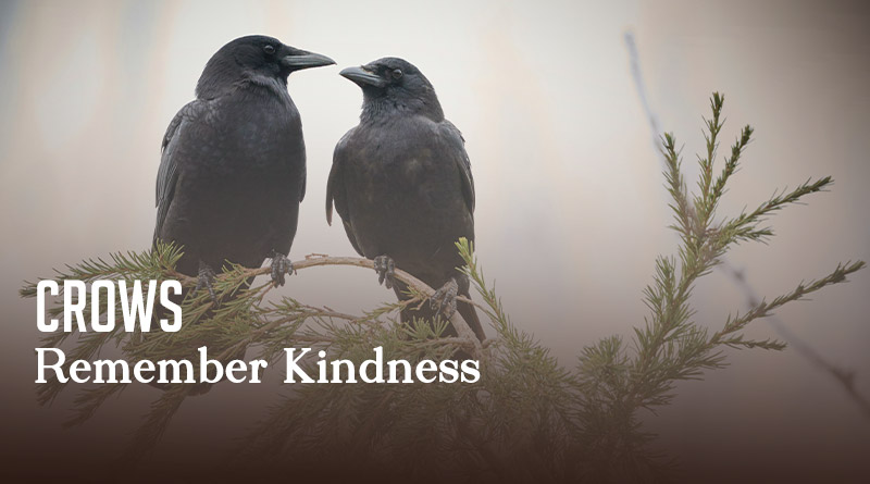 Crows Remember Kindness