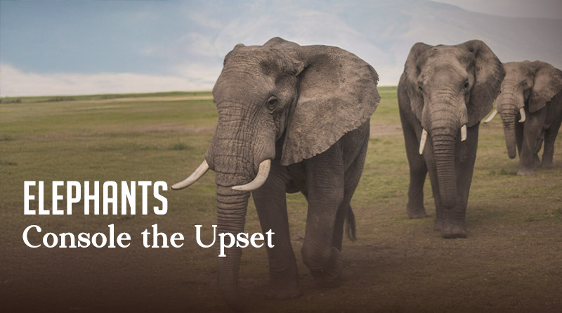 Elephants Console the Upset
