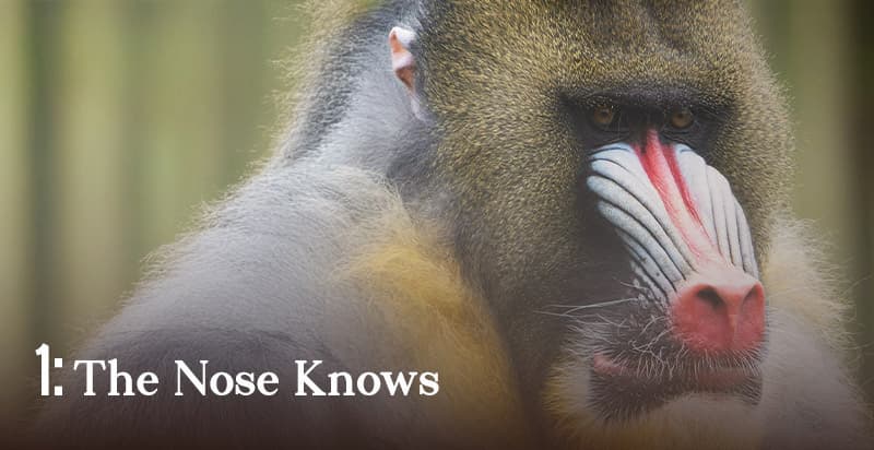 The Nose Knows
