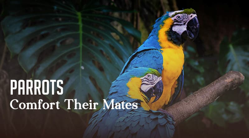 Parrots Comfort Their Mates