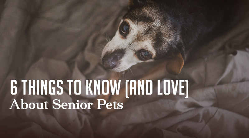 6 Things to Know (and Love) About Senior Pets