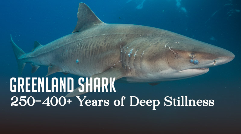 Greenland Shark – 250–400+ Years of Deep Stillness