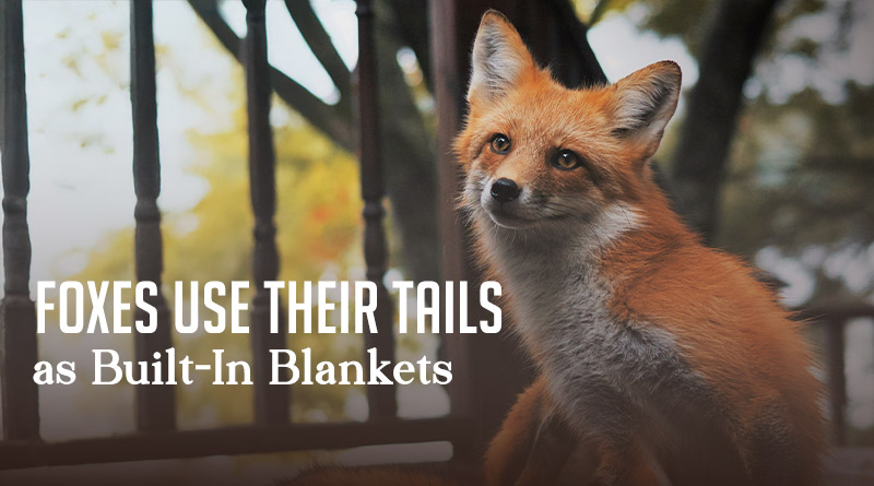 Foxes Use Their Tails as Built-In Blankets