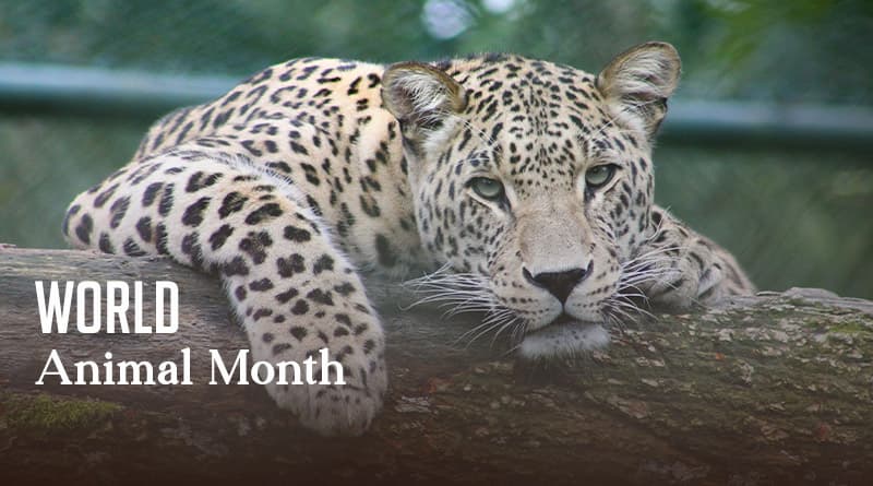 World Animal Month 