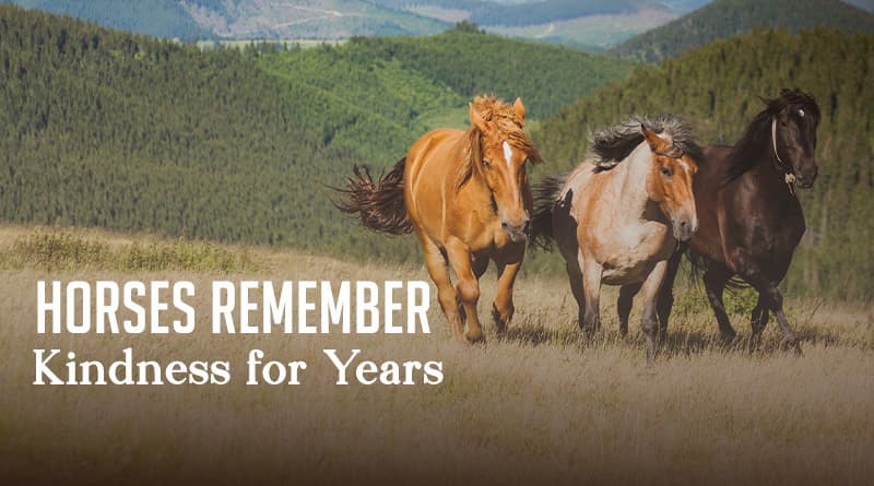 Horses Remember Kindness for Years