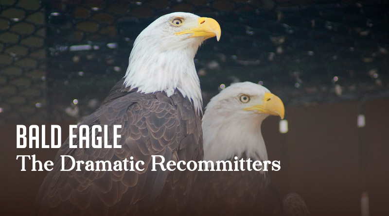 Bald Eagle – The Dramatic Recommitters