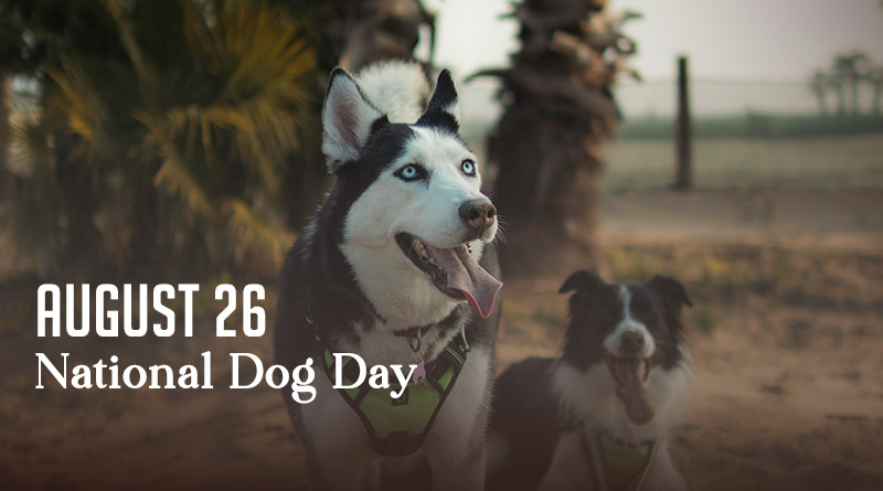  National Dog Day