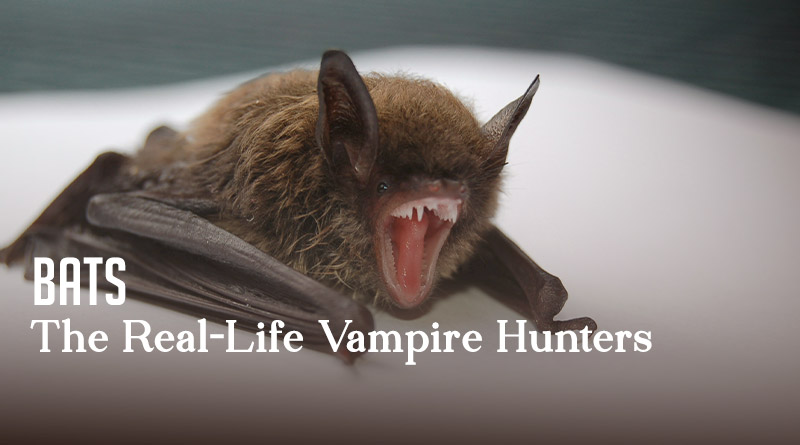 Bats - The Real-Life Vampire Hunters