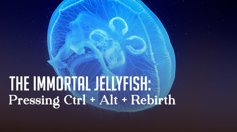 The Immortal Jellyfish: Pressing Ctrl + Alt + Rebirth