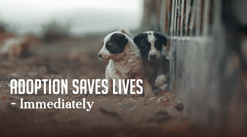 Adoption Saves Lives – Immediately
