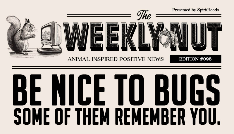 Be Nice to Bugs - Some of Them Remember You
