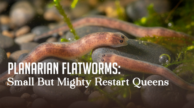 Planarian Flatworms: Small But Mighty Restart Queens
