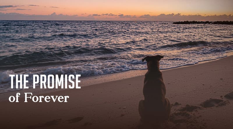 The Promise of Forever