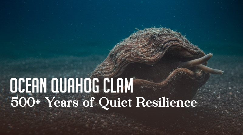 Ocean Quahog Clam – 500+ Years of Quiet Resilience