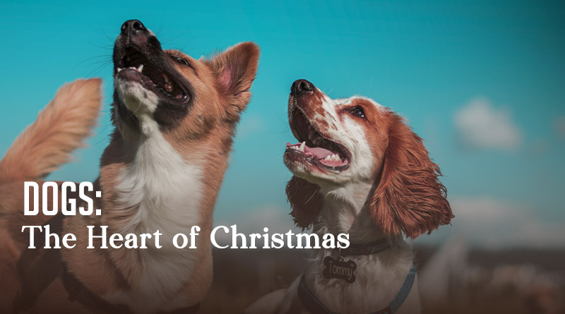 Dogs: The Heart of Christmas