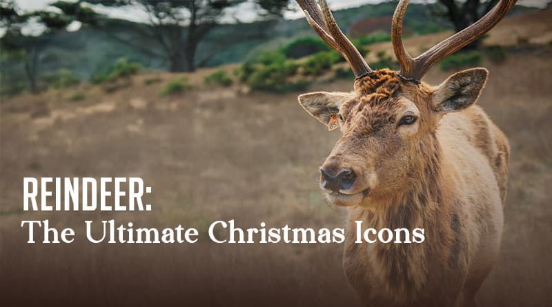 Reindeer: The Ultimate Christmas Icons