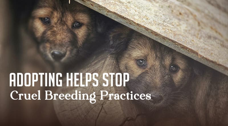 Adopting Helps Stop Cruel Breeding Practices