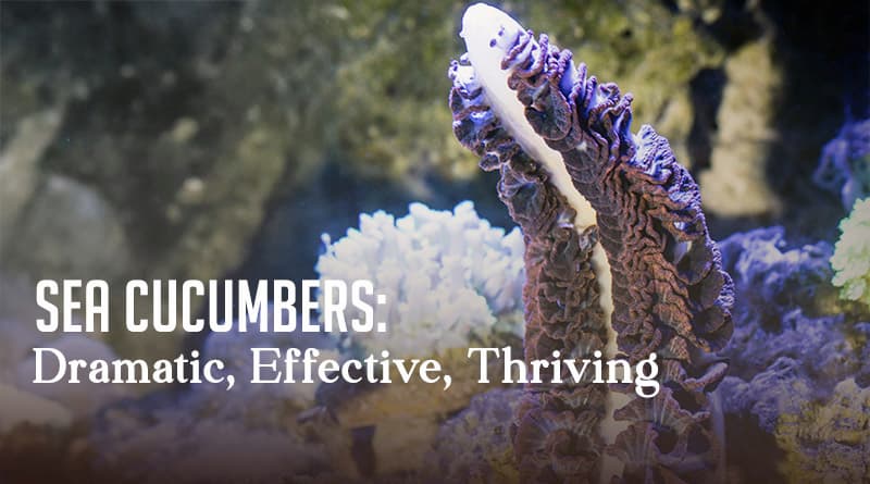 Sea Cucumbers: Dramatic, Effective, Thriving
