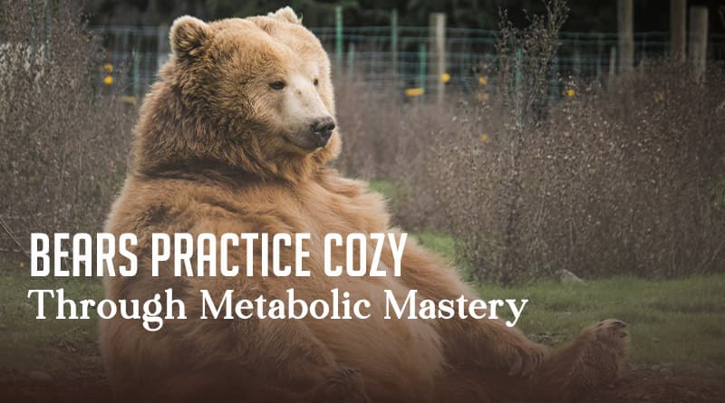 Bears Practice Cozy Through Metabolic Mastery