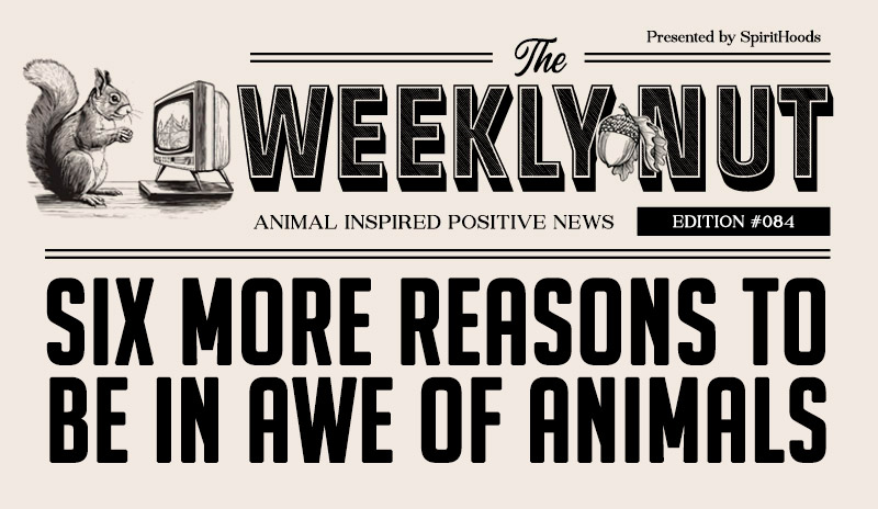 Six More Reasons to Be in Awe of Animals