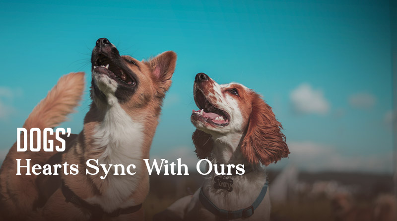 Dogs' Hearts Sync With Ours