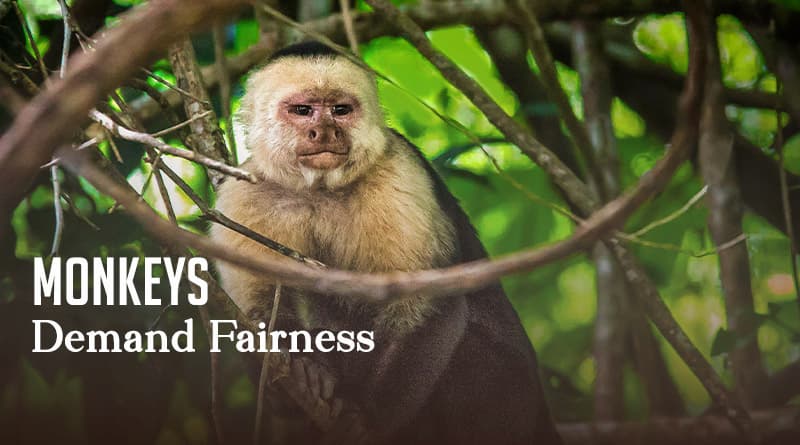 Monkeys Demand Fairness