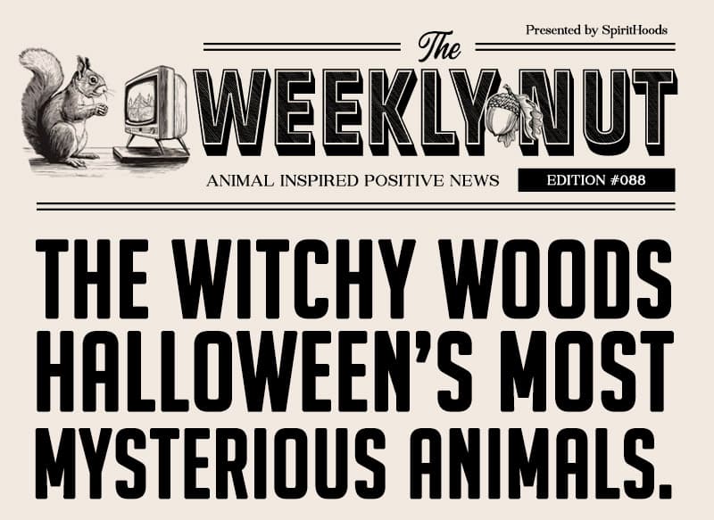 Cozy Tails and Pumpkin Trails