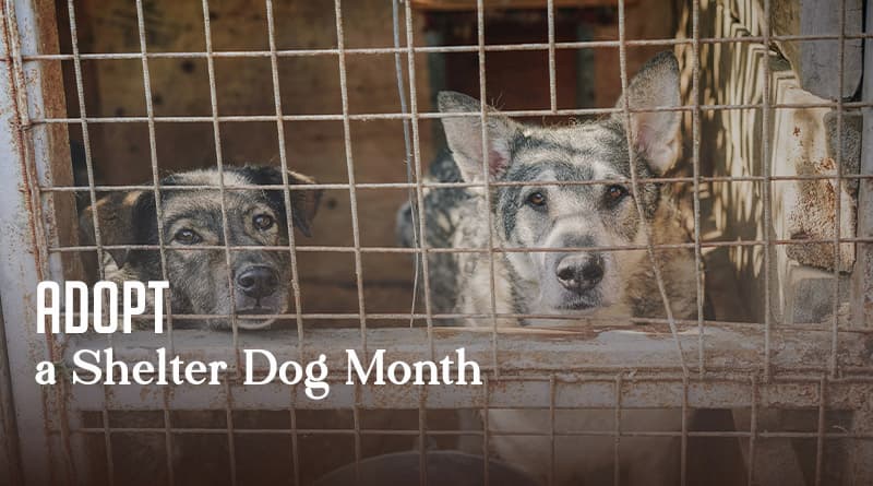 Adopt a Shelter Dog Month 