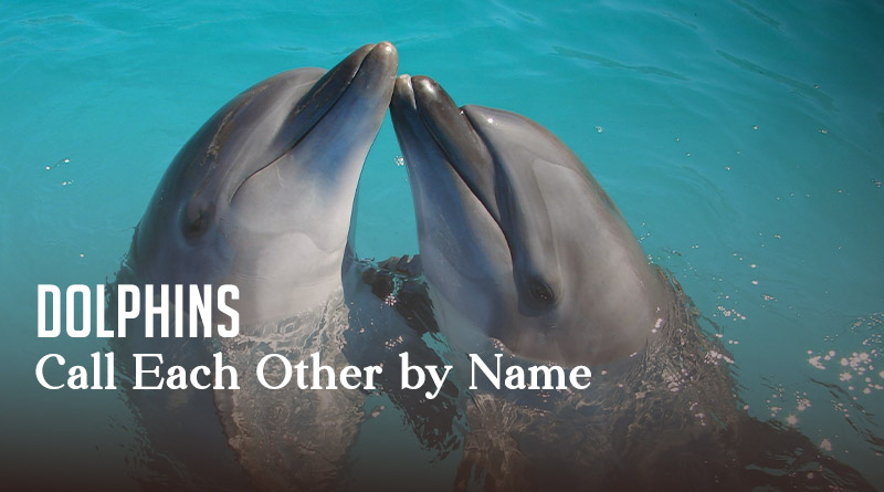 Dolphins Call Each Other by Name