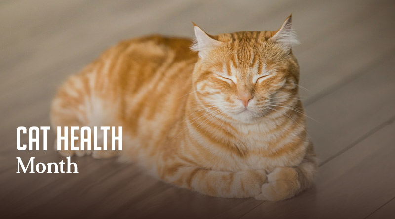 Cat Health Month