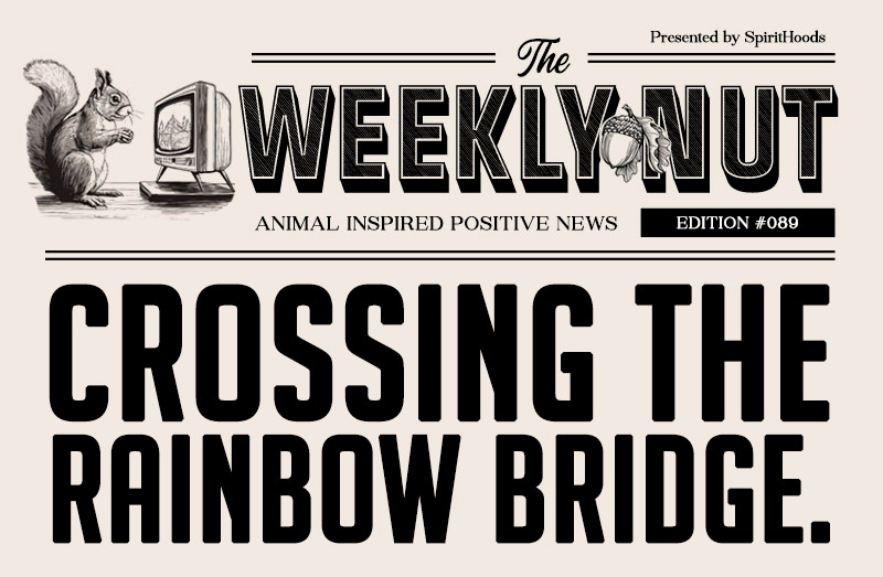 The Weekly Nut: Crossing the Rainbow Bridge