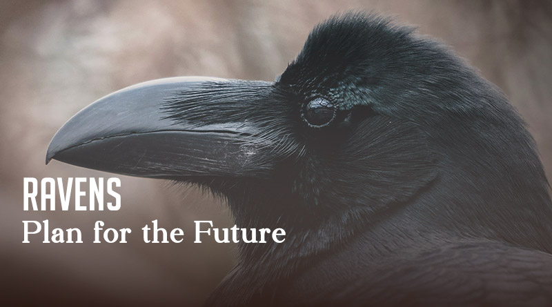 Ravens Plan for the Future 
