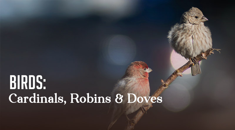 Birds: Cardinals, Robins & Doves