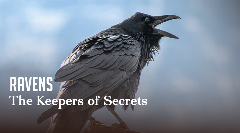 Ravens - The Keepers of Secrets