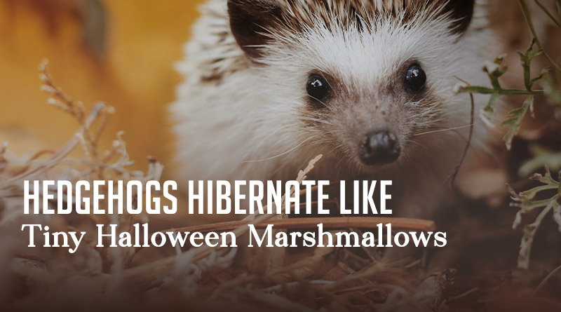 Hedgehogs Hibernate Like Tiny Halloween Marshmallows