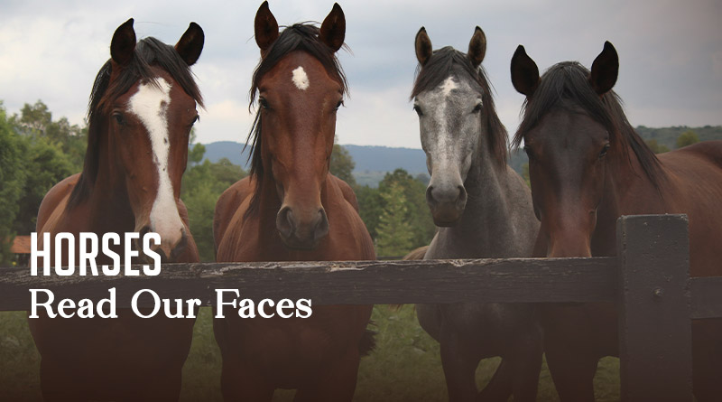 Horses Read Our Faces