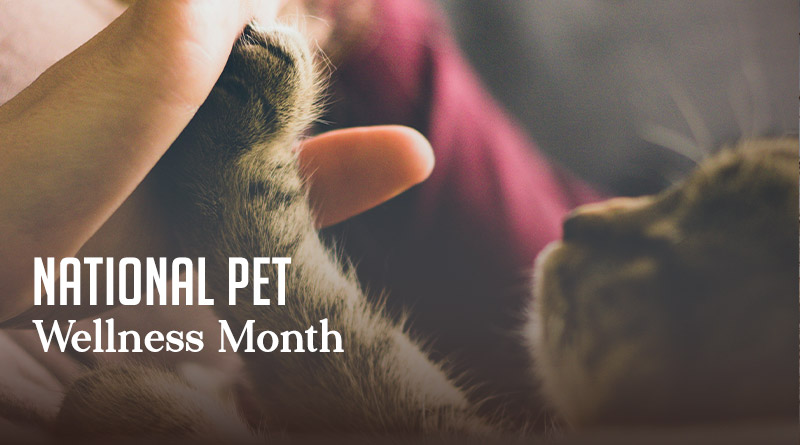 National Pet Wellness Month 