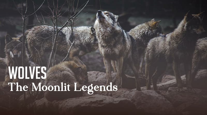 Wolves - The Moonlit Legends