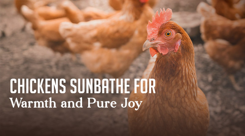 Chickens Sunbathe for Warmth and Pure Joy